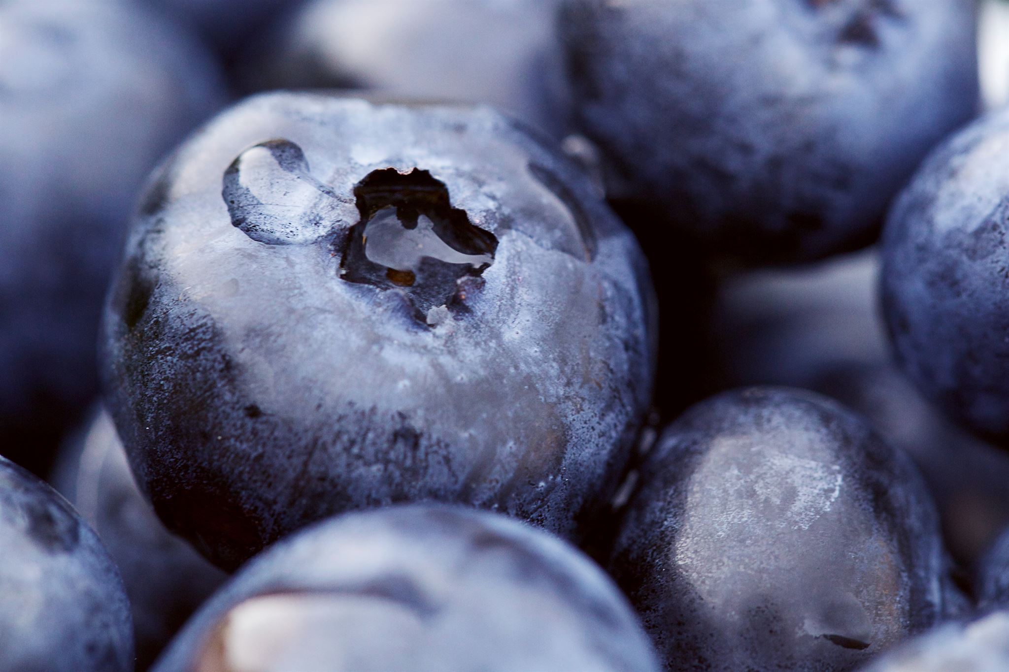 Macro-image-shot-of-blueberries